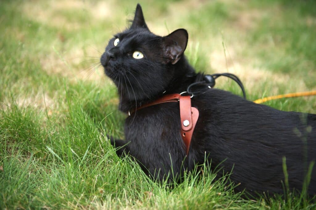 Cat laying in grass