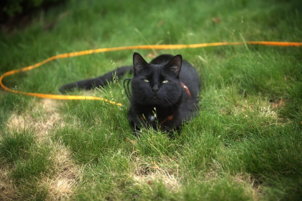 Cat laying in grass