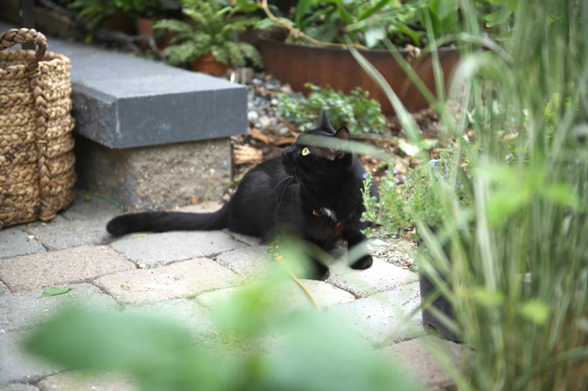 Cat in garden