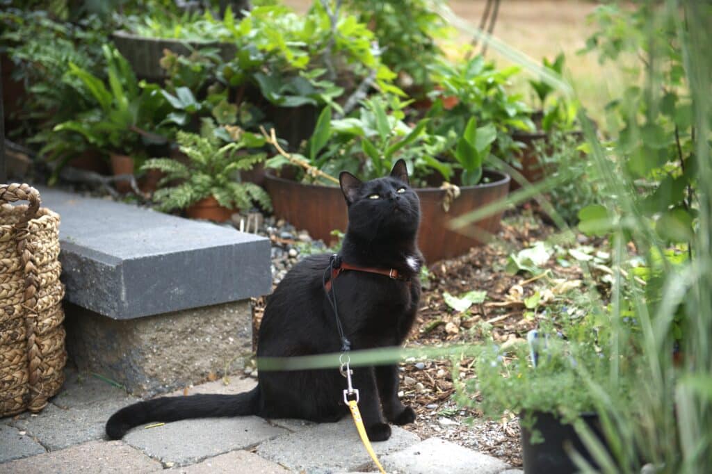 Cat in garden