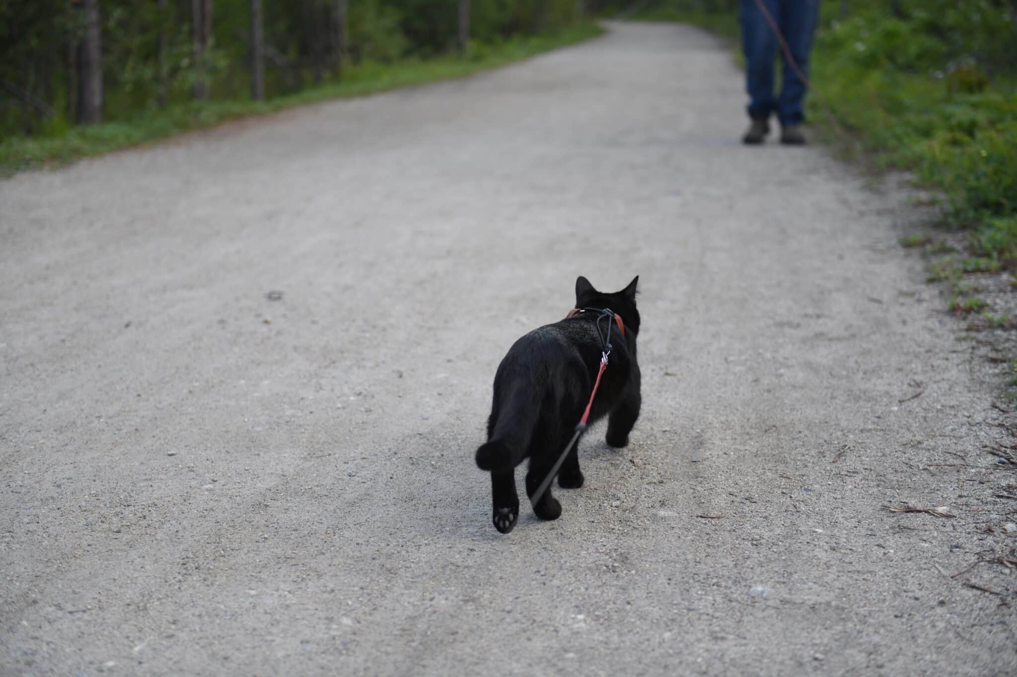 Black cat walking on path