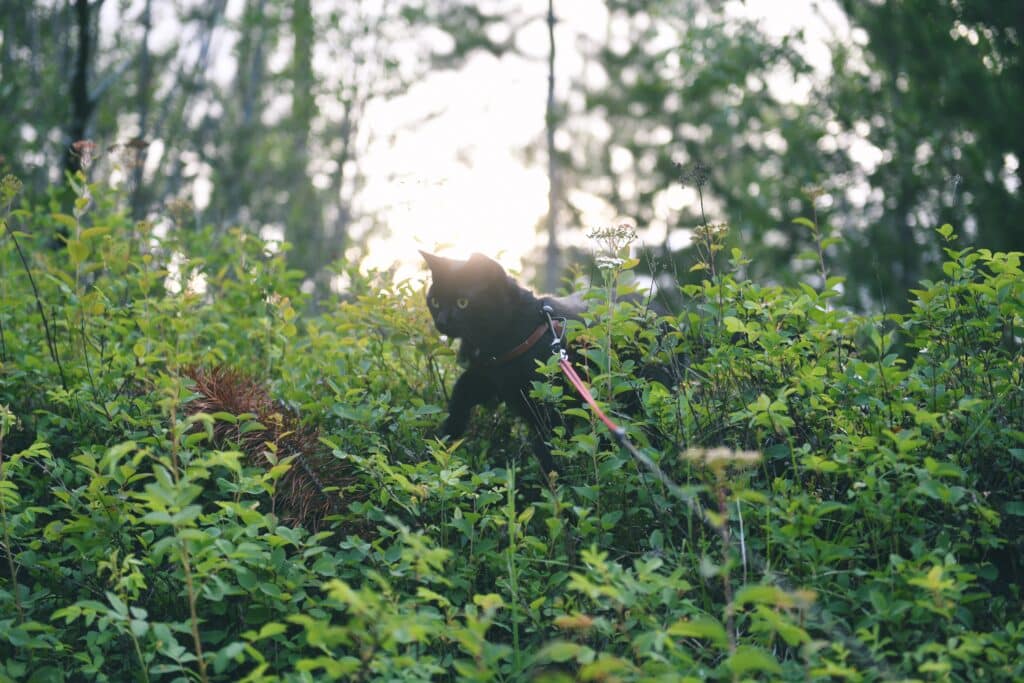 Black cat walking through grass