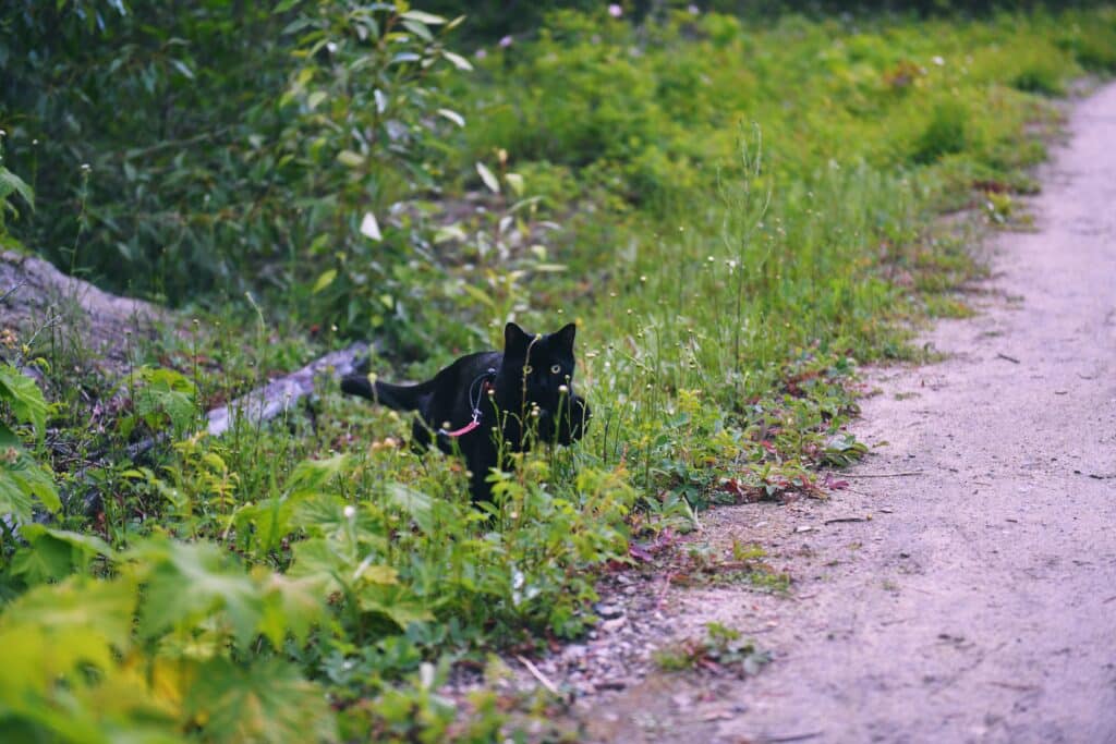 Black cat walking through grass