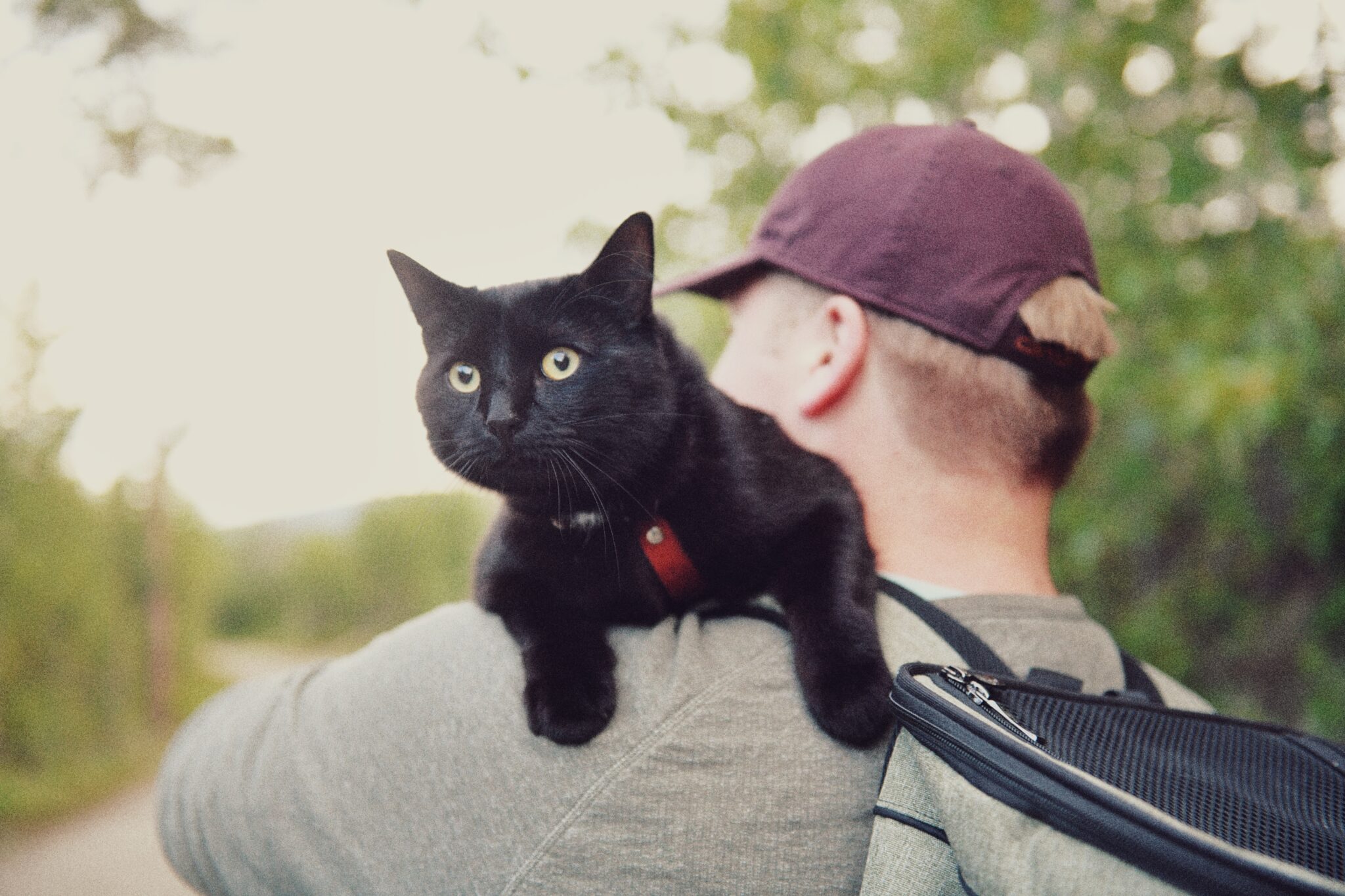 Black cat on man's shoulders