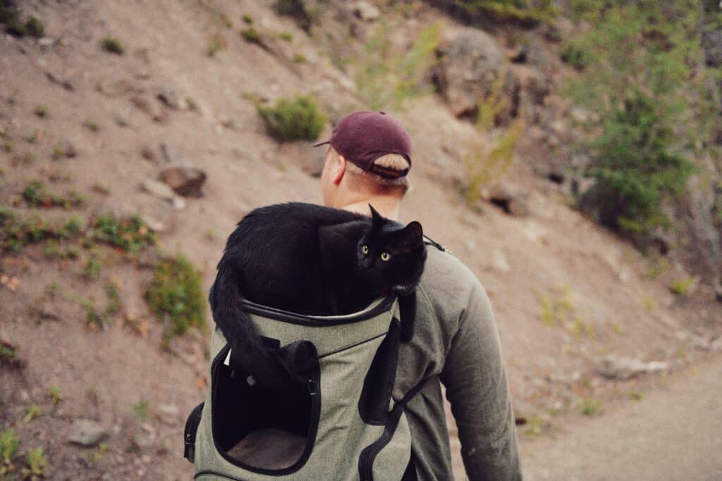 Black cat laying on top of backpack