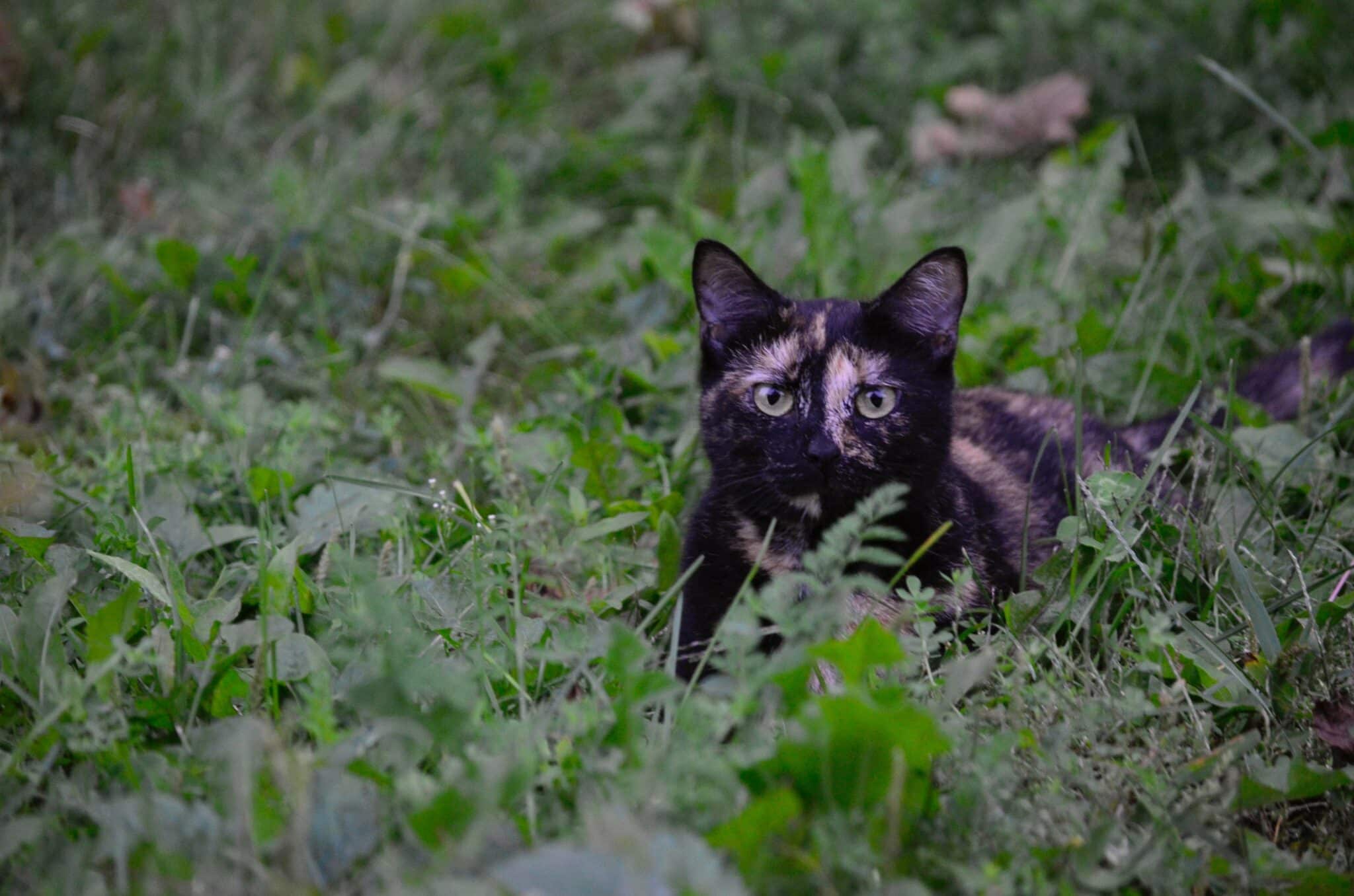 Cat laying in grass