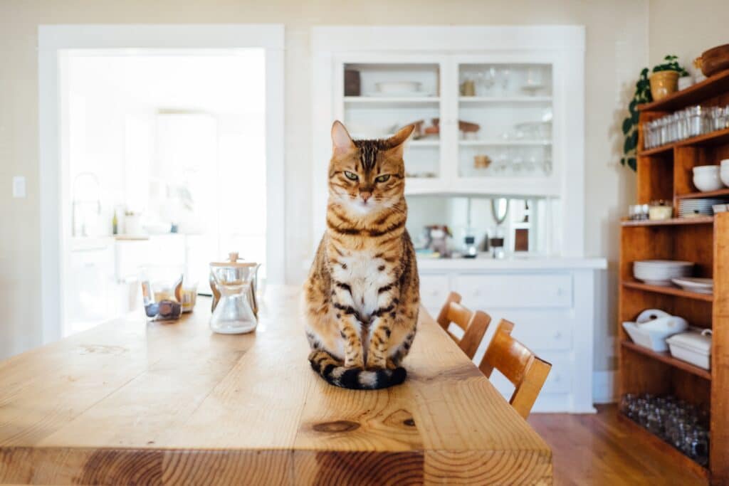Cat sitting on kitchen table