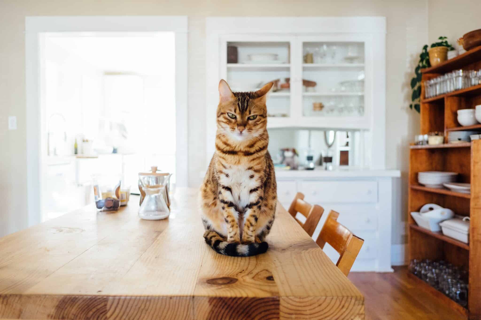 Cat sitting on kitchen table