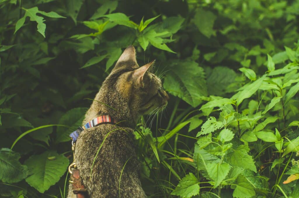 Cat walking through high grass