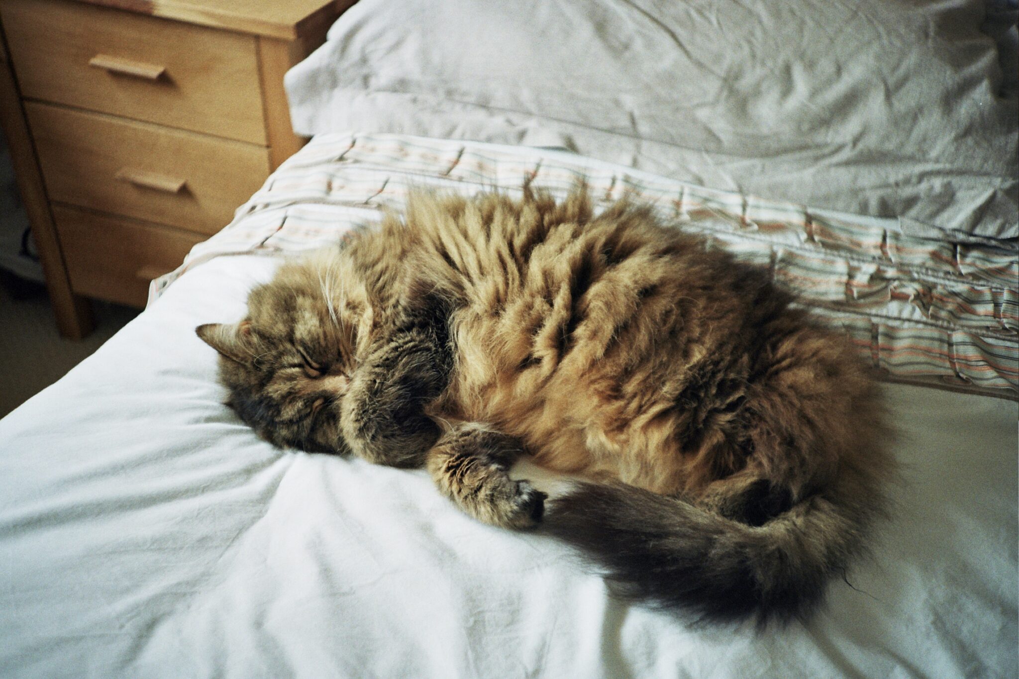 Cat sleeping on bed