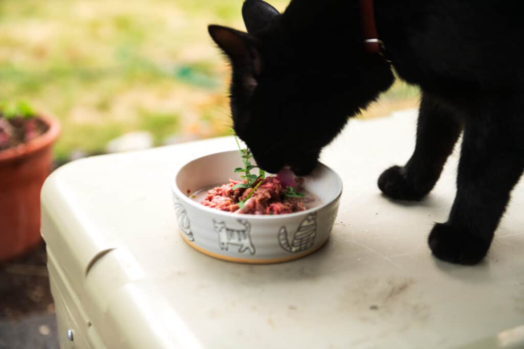 Cat eating his raw food