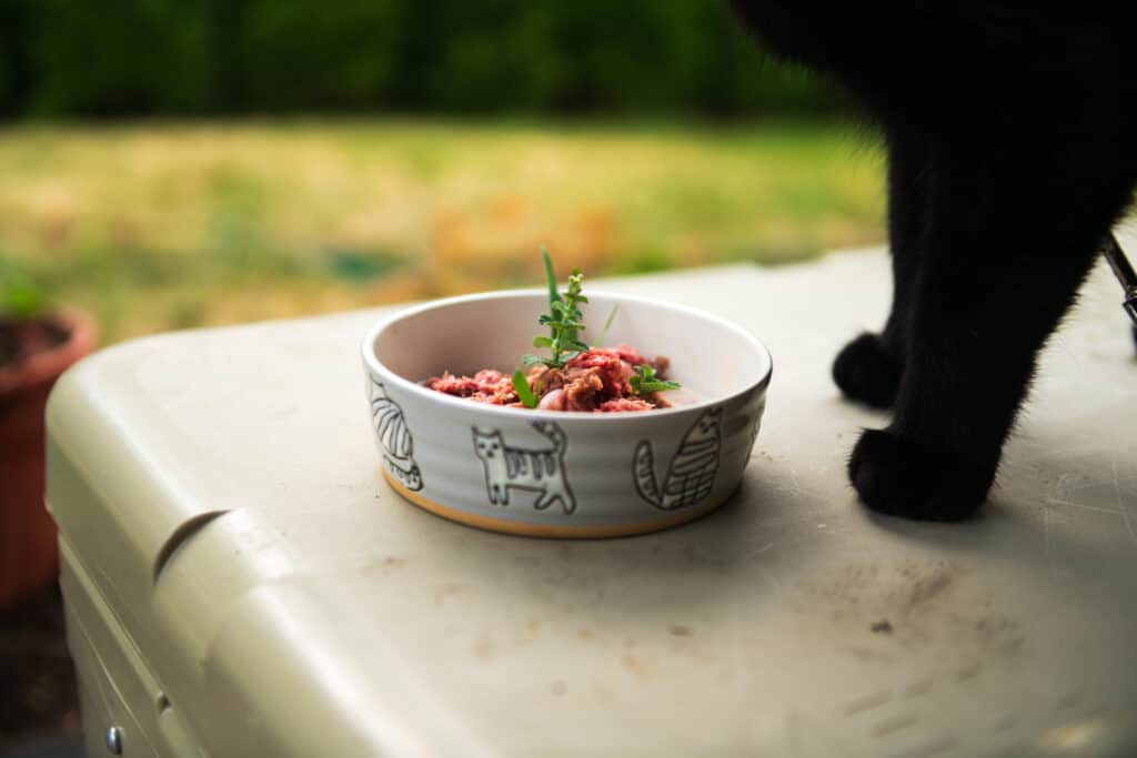 Raw cat food displayed on a table, cat standing beside it