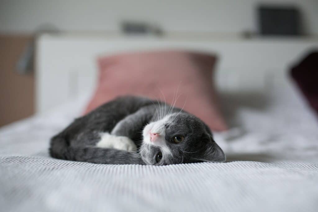 cat sleeping on bed
