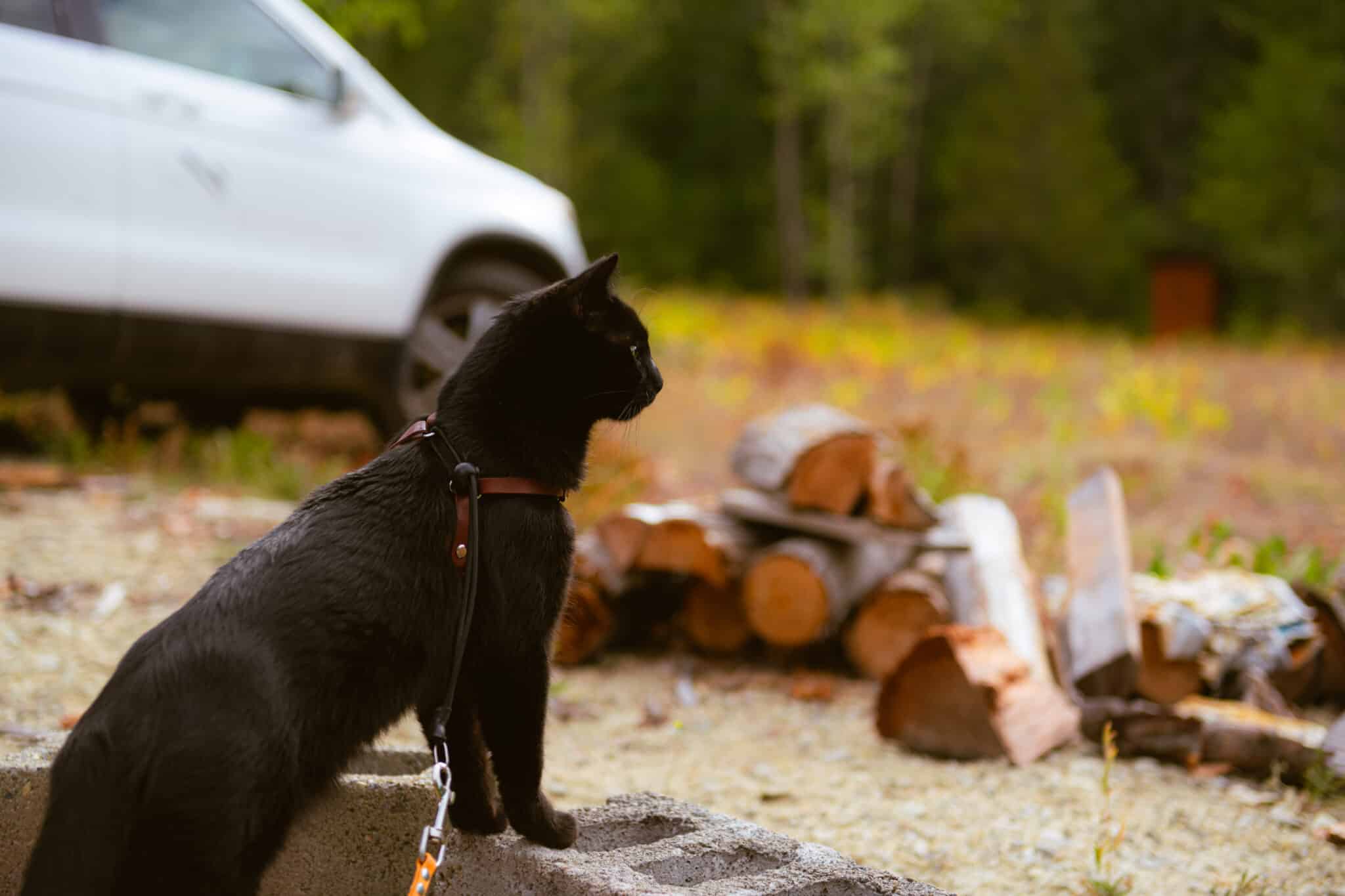 Cat wandering through a campsite, stack of wood is in the background