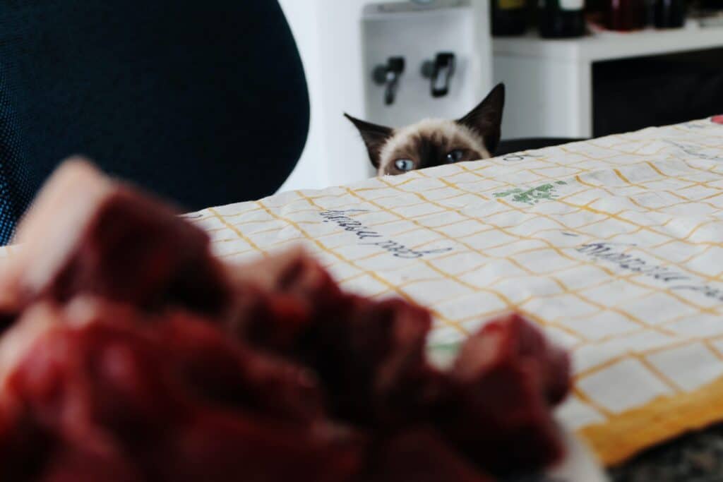 Cat looking at a bowl with raw meet