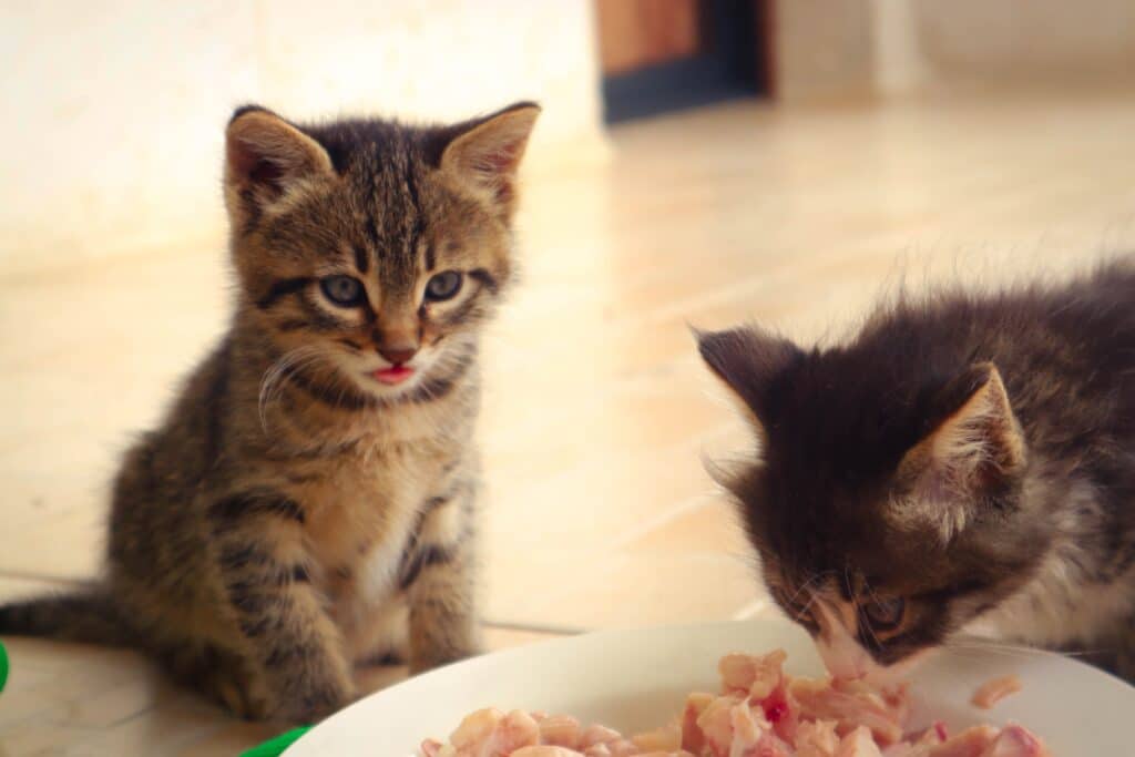 2 kittens eating raw meat from a white bowl