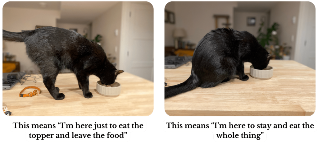 Comparing cats' behaviour when eating. Showing that a cat who is eating when standing is not interested in eating the whole thing