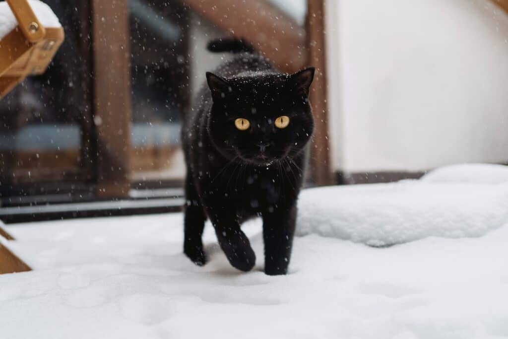 Black cat walking towards the camera. The cat is walking through the snow