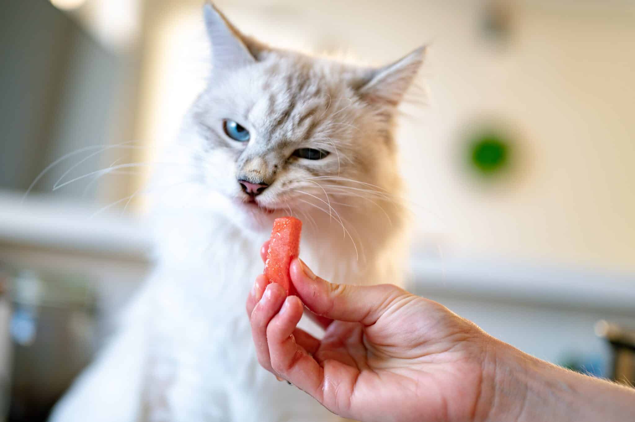 White cat making fussy face from smelling some food