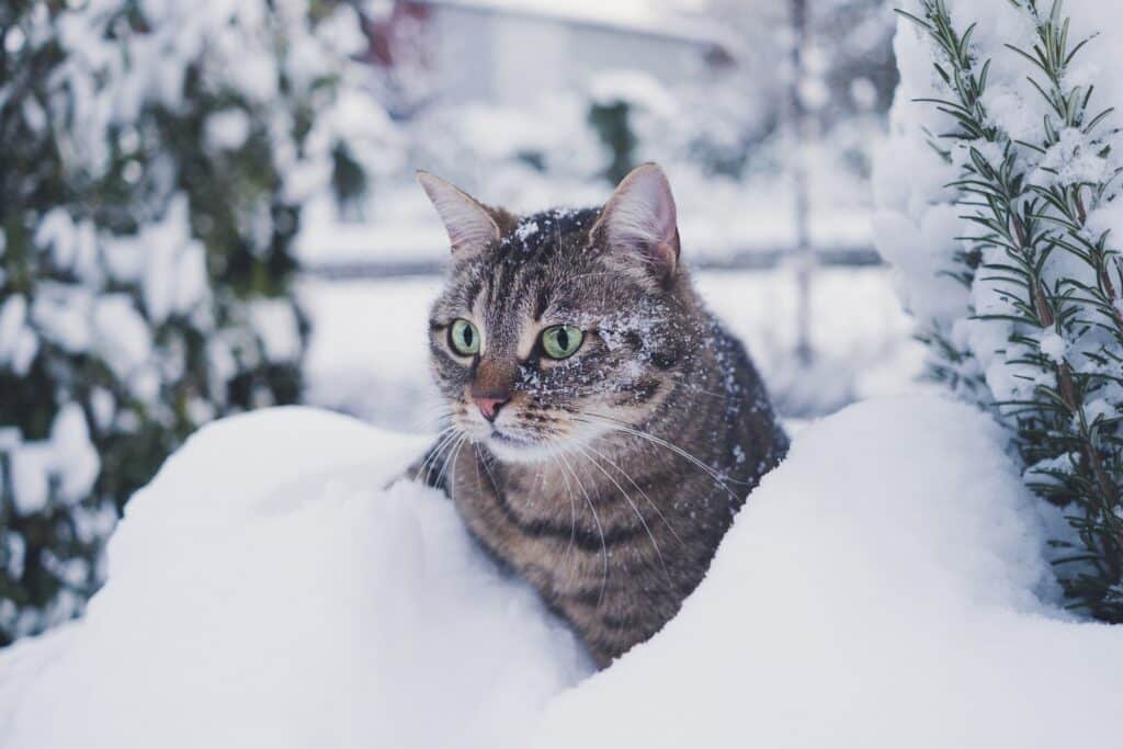 Tabby cat sitting in the snow