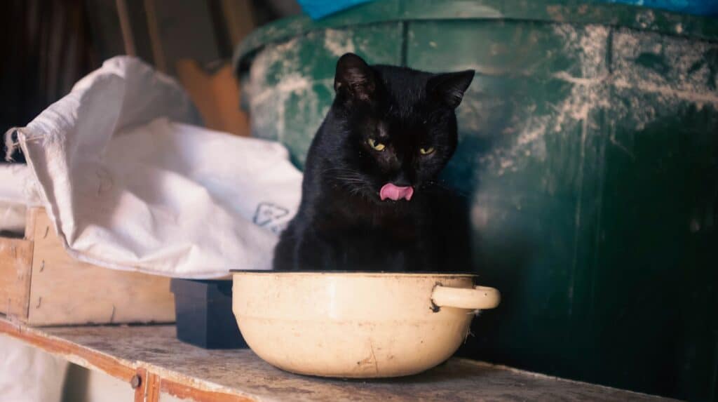 Cat licking his lips. The cat has a big pot in front of him