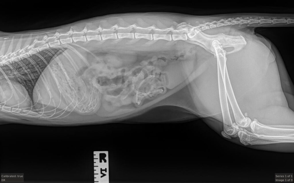 Cat xray photo, showing a big obstruction in the stomach from ingesting a number of hair ties