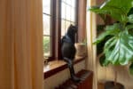 Cat sitting on a window sill, and looking at a plant beside the window