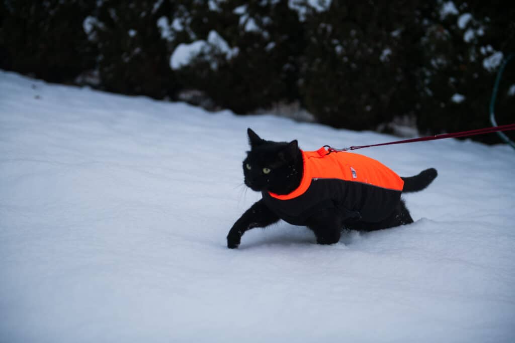 Cat walking through deep snow. The cat is wearing a bright orange jacket to keep him warm and visible