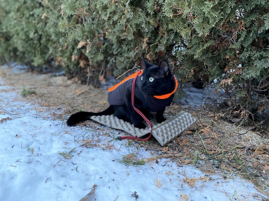 Cat sitting outside in the winter. The cat is sitting on an insulating foam pad