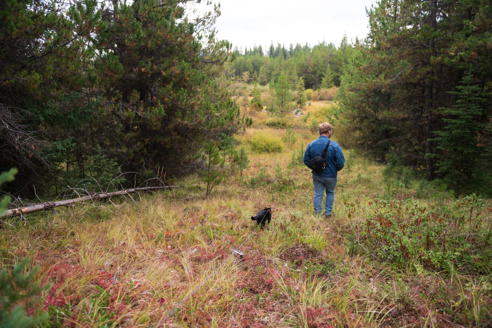 Man walking through a lush meadow. There is a kitty cat walking right behind him