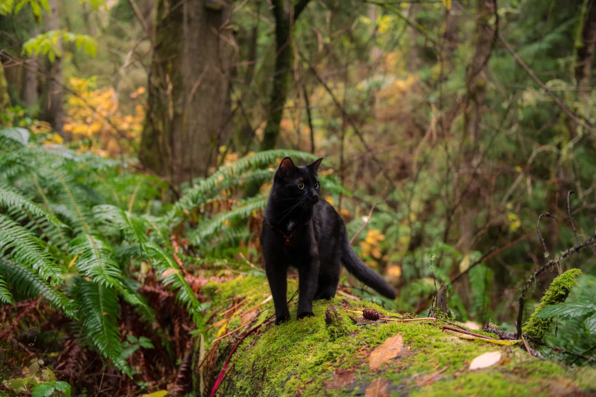 Black Cat standing on a mossy log, in a rainforest