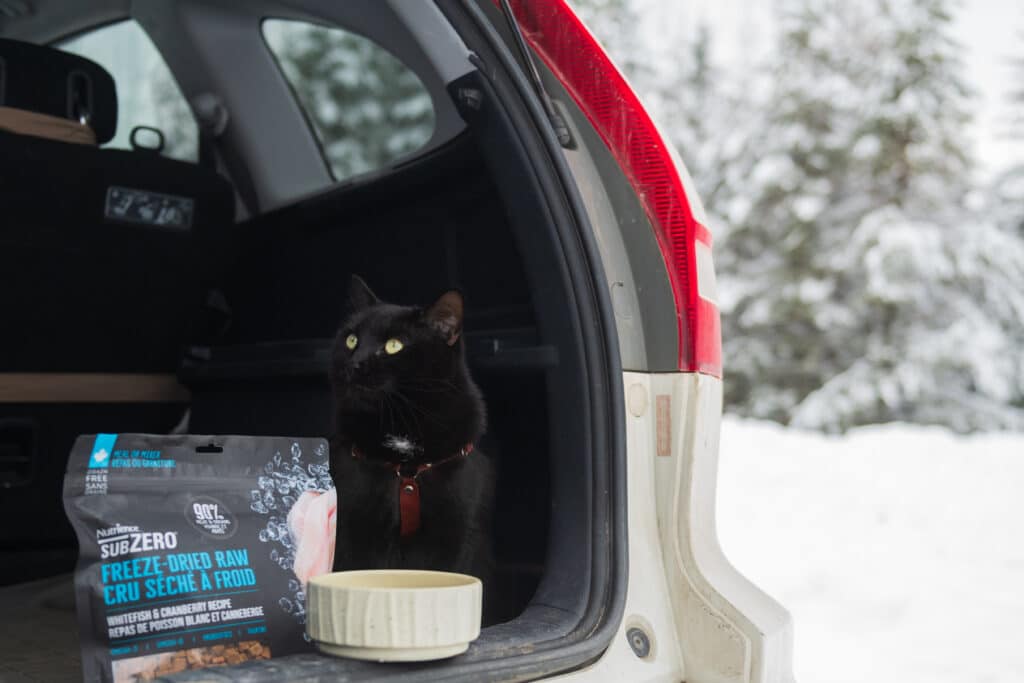 Black Cat sitting in a car, Nutrience Freeze Dried Raw food bag is beside the cat