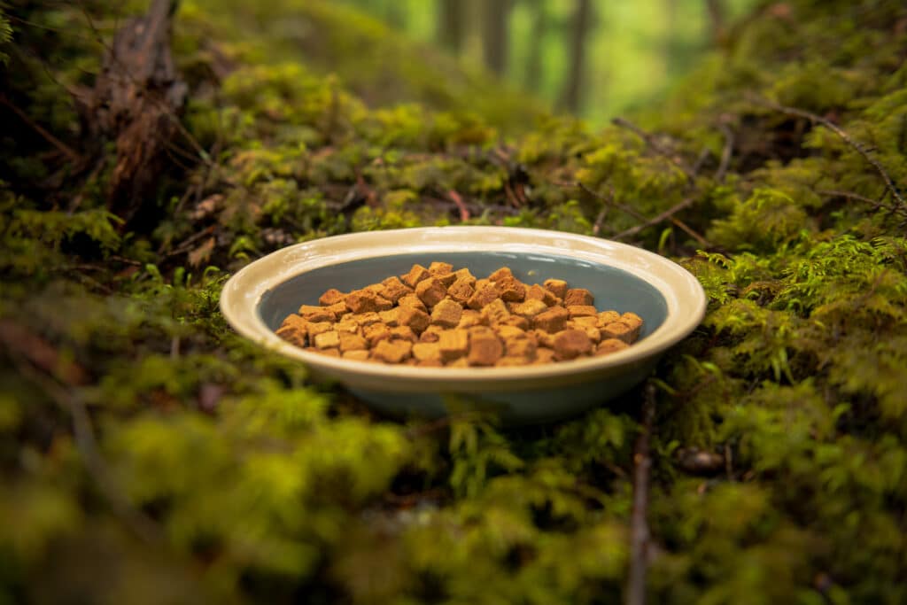 Bowl with dry pet food, the bowl is placed on mossy forrest floor